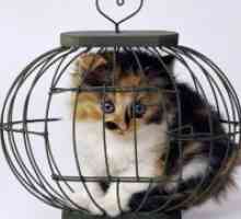 Cage pentru pisici