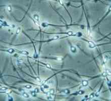 Celulele de spermatogeneză