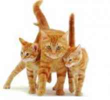 Poreclele pentru pisici roșii