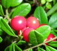 Cranberry - proprietăți utile
