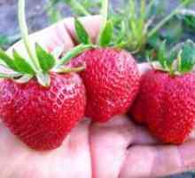 Căpșunile „darselekt“ - descrierea soiului