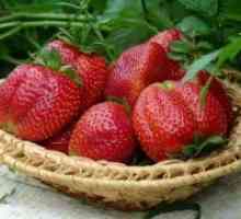 Strawberry remontant - grad