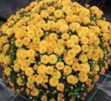 Cand transplantat crizanteme in toamna?