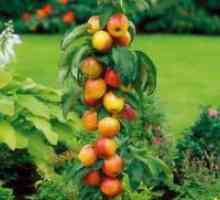 Pomi fructiferi columnare
