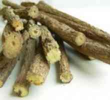 Licorice rădăcină - proprietăți medicinale și contraindicații