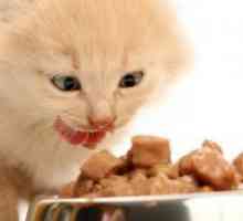 Hrana pentru pisici sterilizate