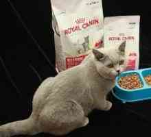 Hrană pentru pisici Premium