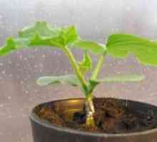 Sistemul de rădăcină de castraveți