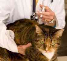 Infecție Koronovirusnaya la pisici - Simptome