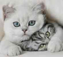 Rase de pisici cu blana scurtă