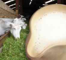 Lapte de capră - daune