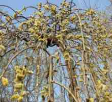 Capra Willow - un copac sau arbust?