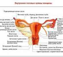 Ligamentul rotund al uterului