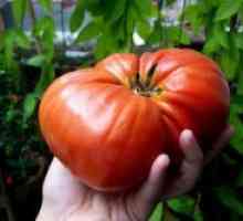 Soiuri mari de tomate pentru sere