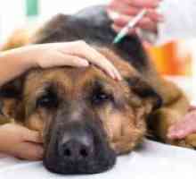 Tratamentul piroplasmozei la câini la domiciliu