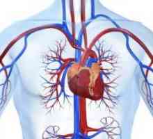 Inima pulmonară