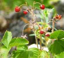 Strawberry Forest - proprietăți utile și contraindicații