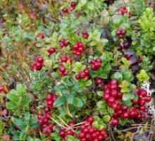 Frunze de lingonberry - proprietăți utile și contraindicații