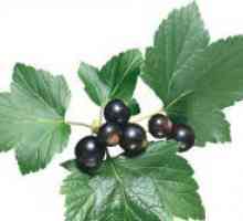 Frunze de coacaze negre - proprietăți medicinale și contraindicații