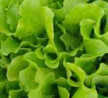 Salata verde - beneficii