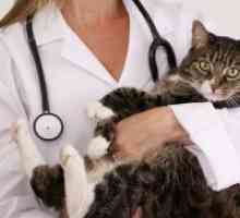 Mastita la pisici - Tratamentul