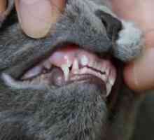 Schimbarea dacă dinții pisicile?