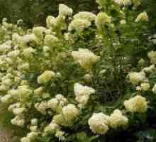Hydrangea paniculata - pregătirea pentru iarnă
