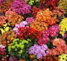 Grădină pe termen lung Chrysanthemum - soi