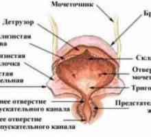 Vezicii urinare - structura