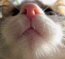 Nasul umed al unei pisici