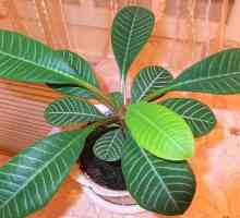 Euphorbia: îngrijire la domiciliu