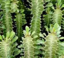 Euphorbia - îngrijire la domiciliu