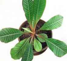 Euphorbia: Asistență