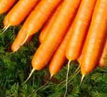 Dieta morcov pentru pierderea in greutate: rezultate, beneficii reale