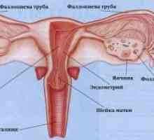 Ovare Multifollikulyarnye - tratament