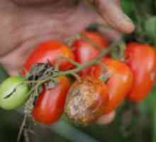 Remedii populare pentru manei la tomate