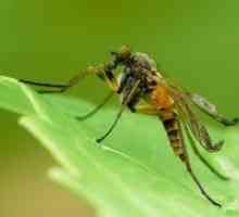 Remedii populare pentru înțepături de țânțar