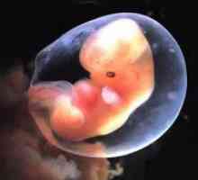 Nu a fost vizualizat embrionul