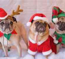 Costume de Crăciun pentru câini
