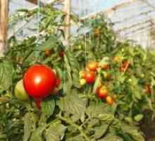 Noi soiuri de tomate pentru sere