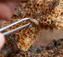 Bee molie - tinctura, metoda de aplicare