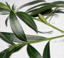 Oleander - reproducerea