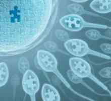 Fertilizarea ovulului