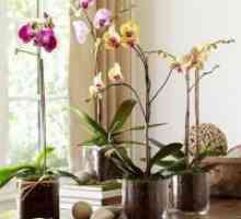 Orhideea - ingrijire, transplant