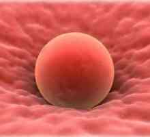 Principalele semne ale ovulatiei