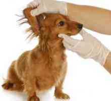 Otita la câini - simptome și tratament