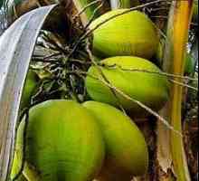 Ulei de palmier, compoziția, beneficiile și prejudicii de ulei de palmier