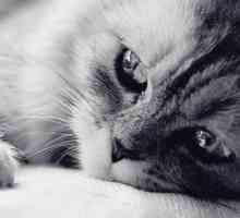Panleucemiei la pisici - Simptome