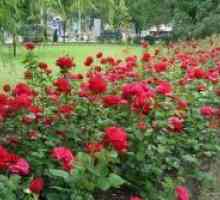 Parc de trandafir