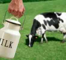 Proaspete de lapte - avantaje și prejudicii